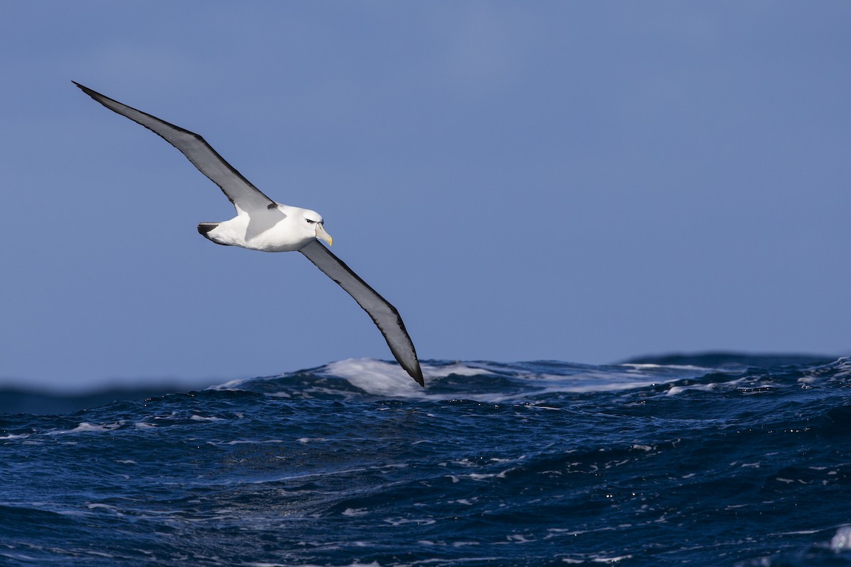 White-capped Albatross (steadi) - Michael Stubblefield