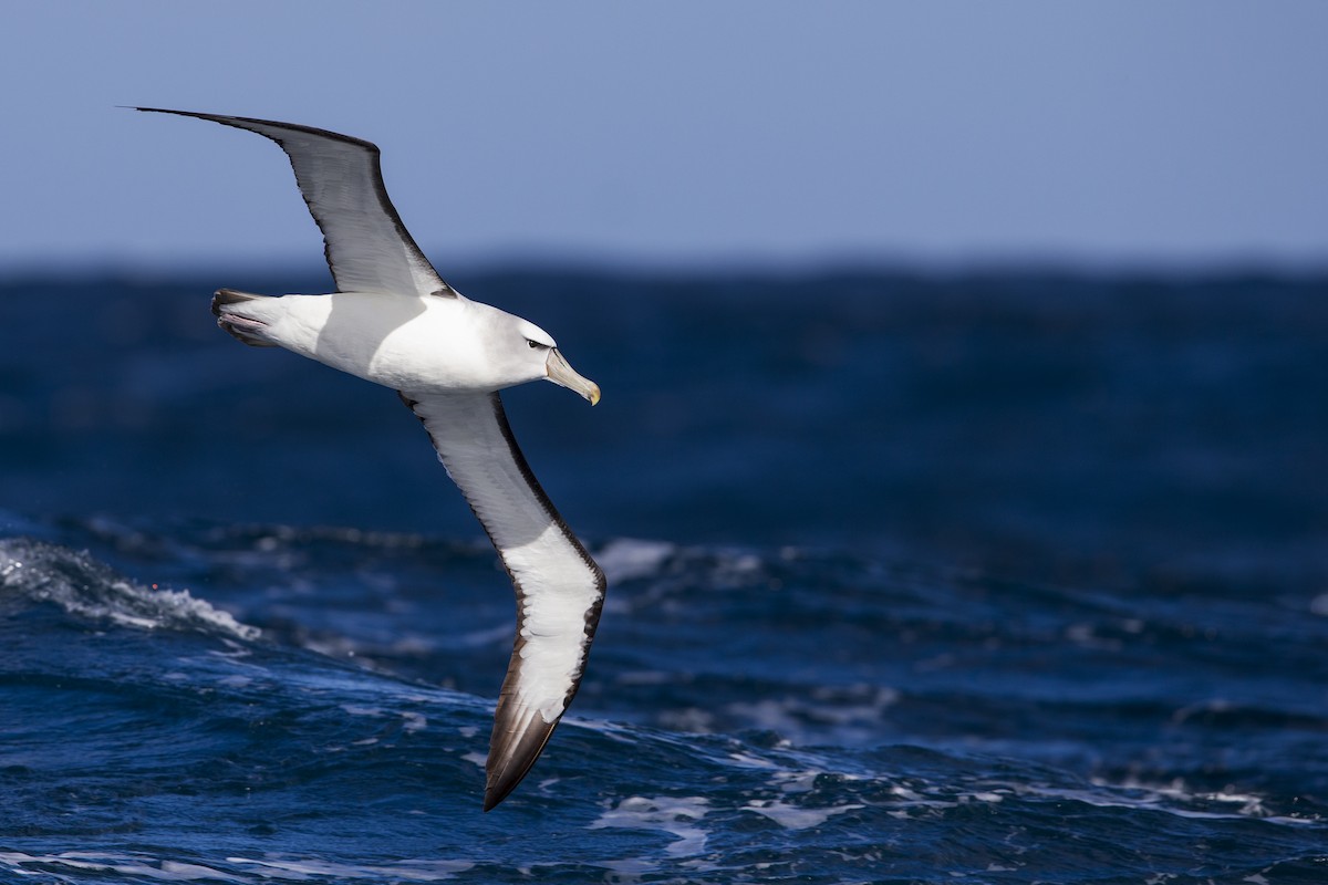 White-capped Albatross (steadi) - Michael Stubblefield