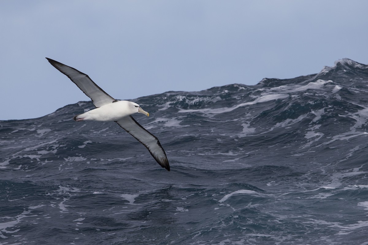 White-capped Albatross (steadi) - Michael Stubblefield