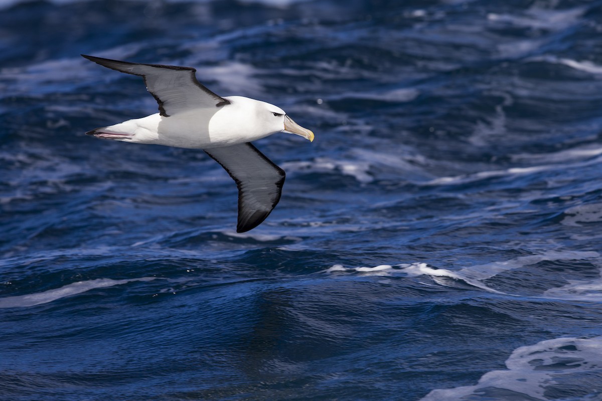 White-capped Albatross (steadi) - Michael Stubblefield