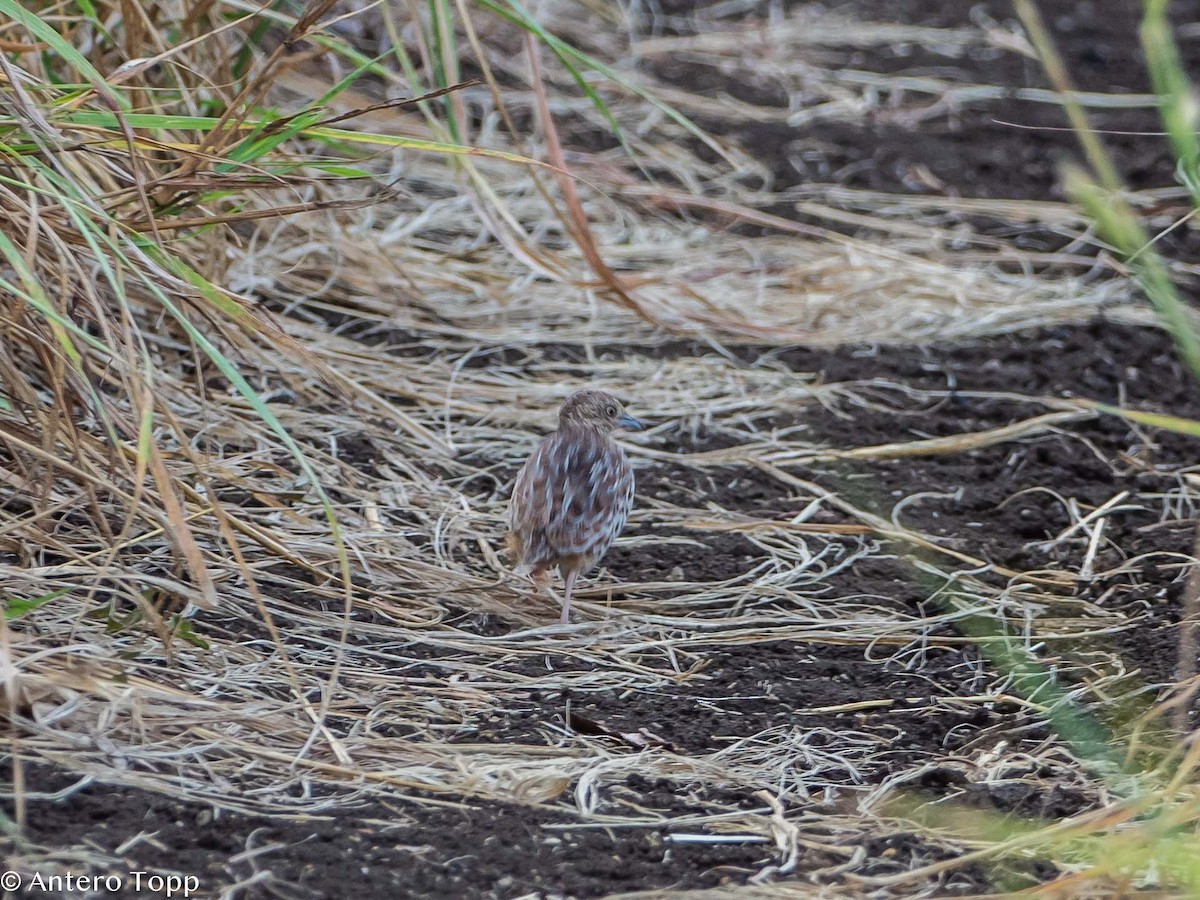 Small Buttonquail - ML395010811