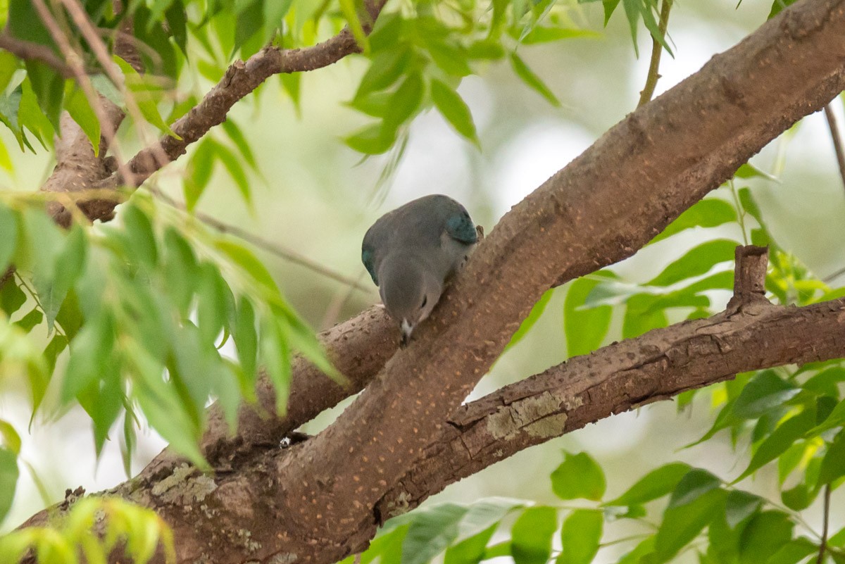 Sayaca Tanager - ML395011151