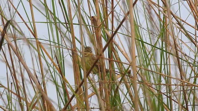 Black-faced Bunting - ML395011421