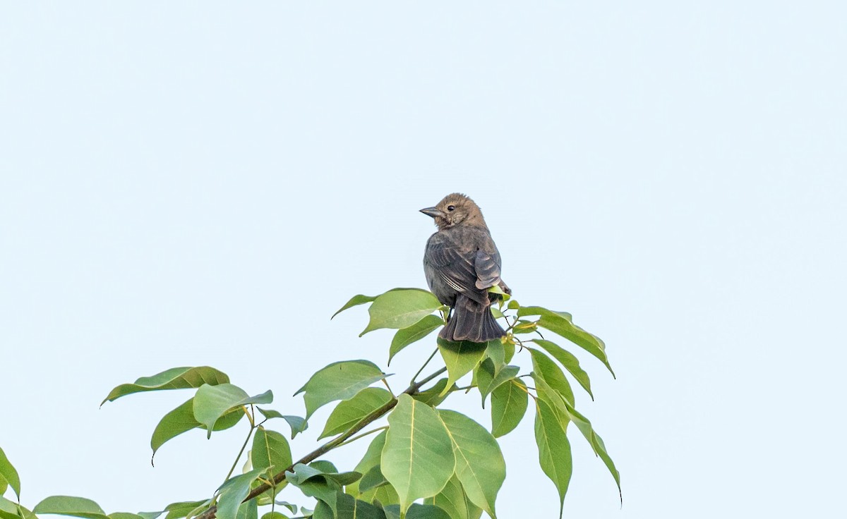 Shiny Cowbird - ML395011621