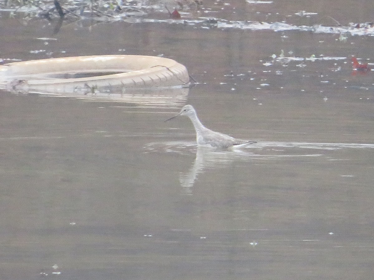Greater Yellowlegs - ML395011661