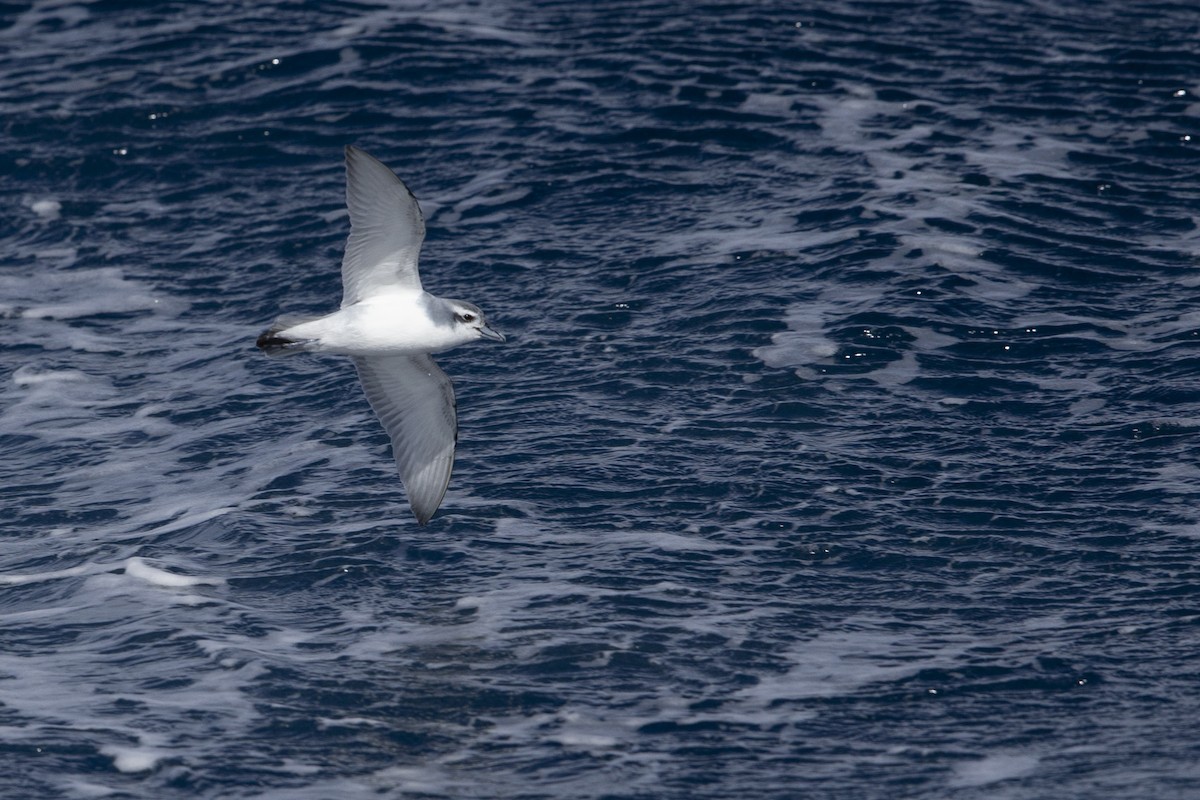 Antarctic Prion - ML395012711