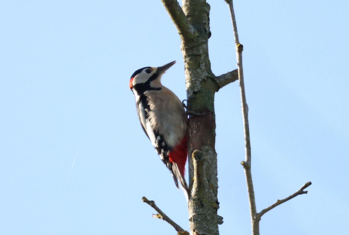 Great Spotted Woodpecker - ML395012921