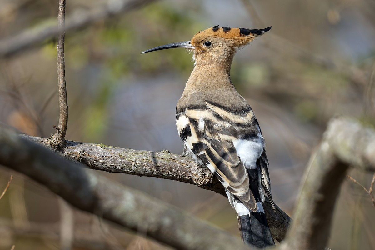 Eurasian Hoopoe - ML395013361