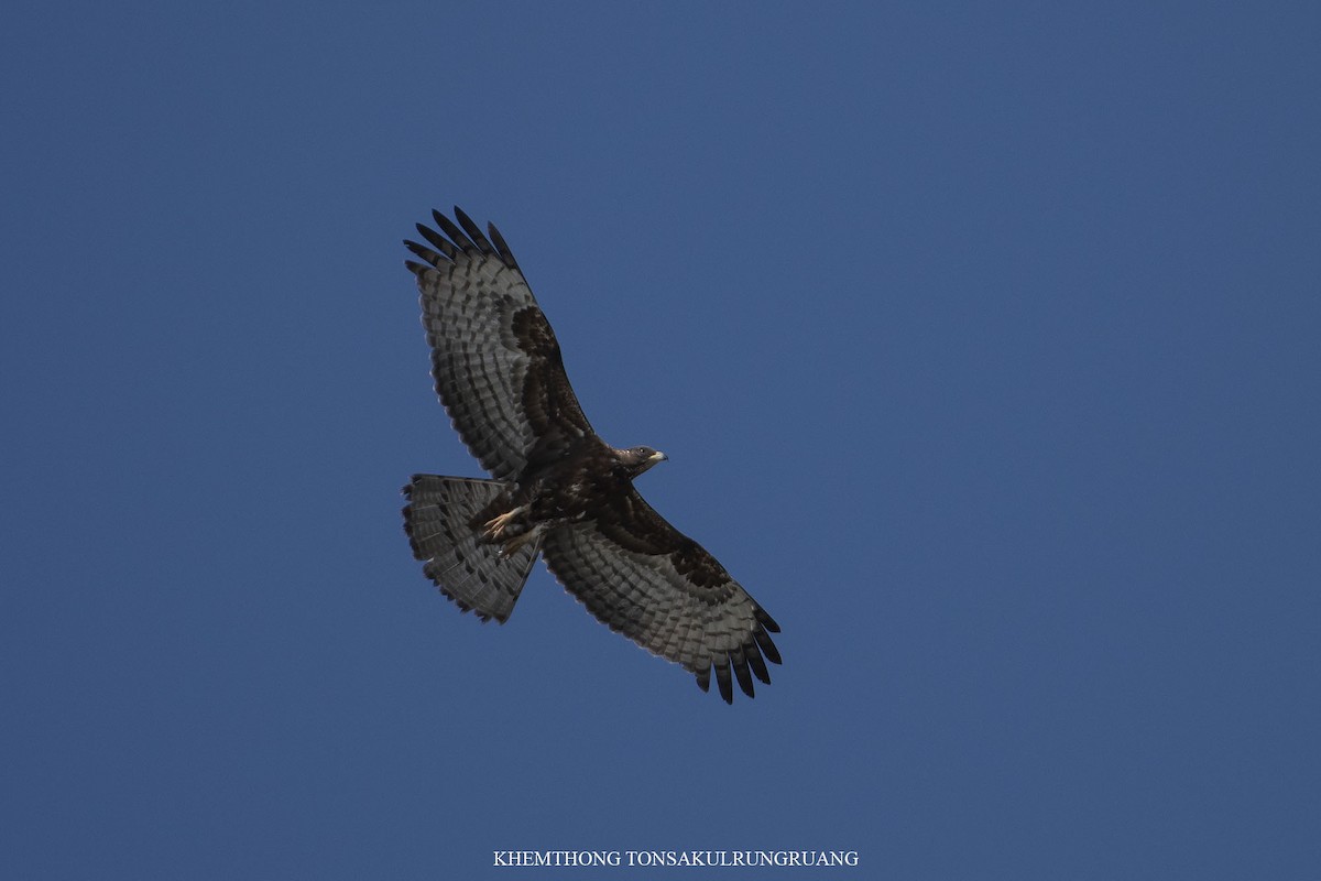 Bondrée orientale (orientalis) - ML395014211