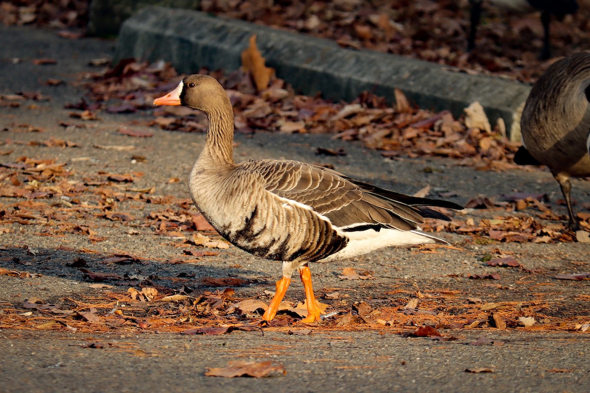 Greater White-fronted Goose - ML395014991