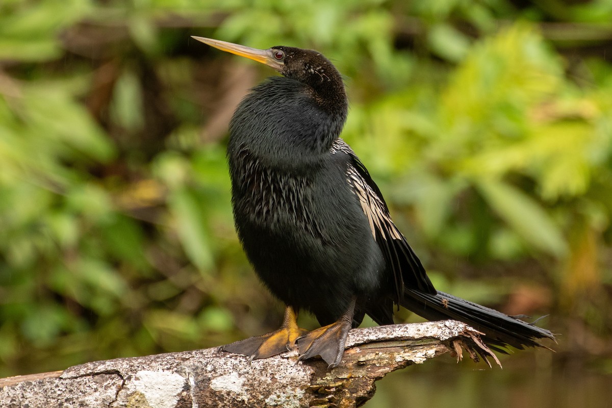 Anhinga - Sage Bylin