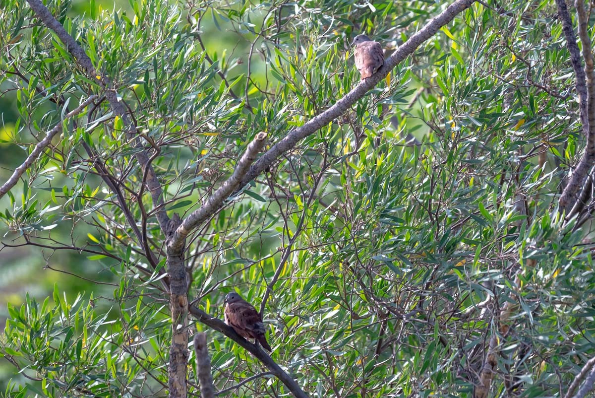 Ruddy Ground Dove - ML395015831