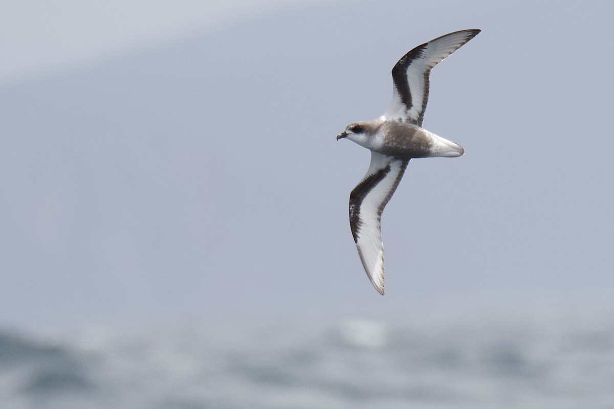 Mottled Petrel - ML395015941