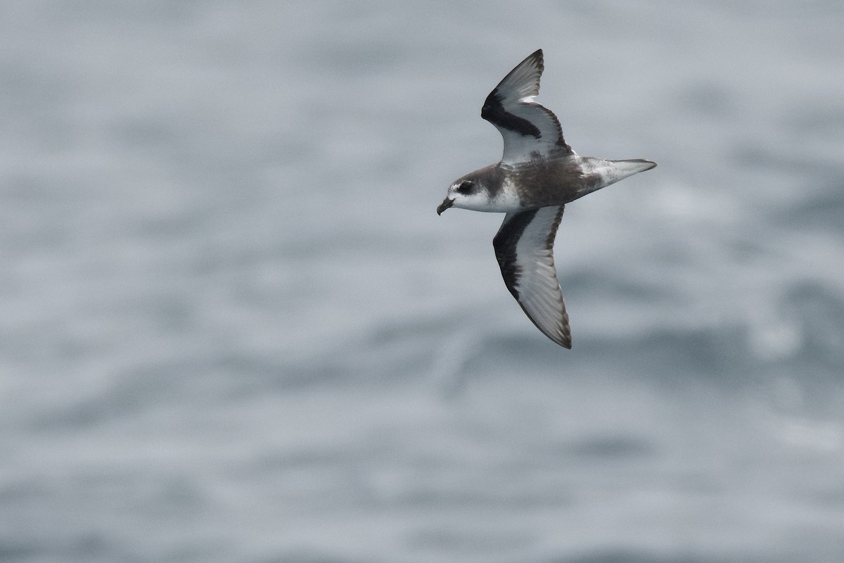 Mottled Petrel - Anonymous