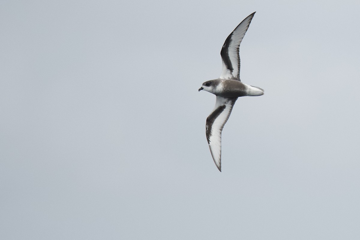 Mottled Petrel - ML395015961