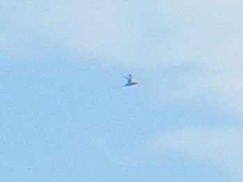 White-tailed Tropicbird - ML39501661