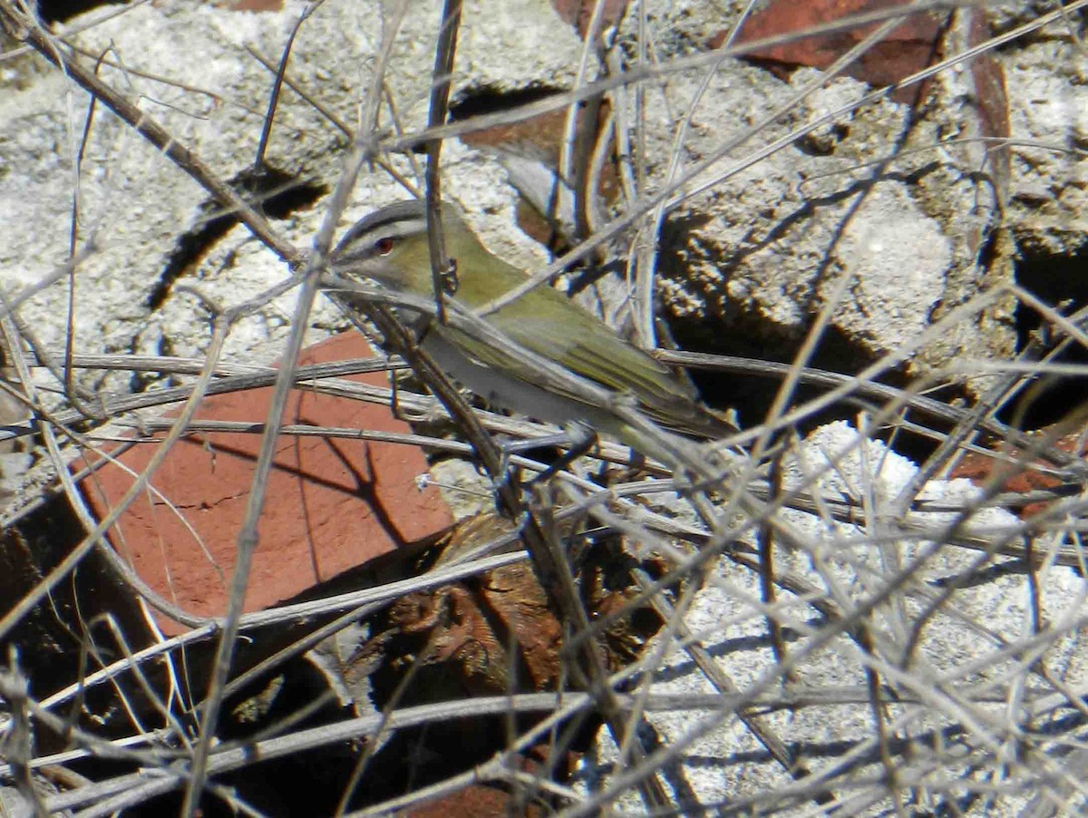 Red-eyed Vireo - ML39501771