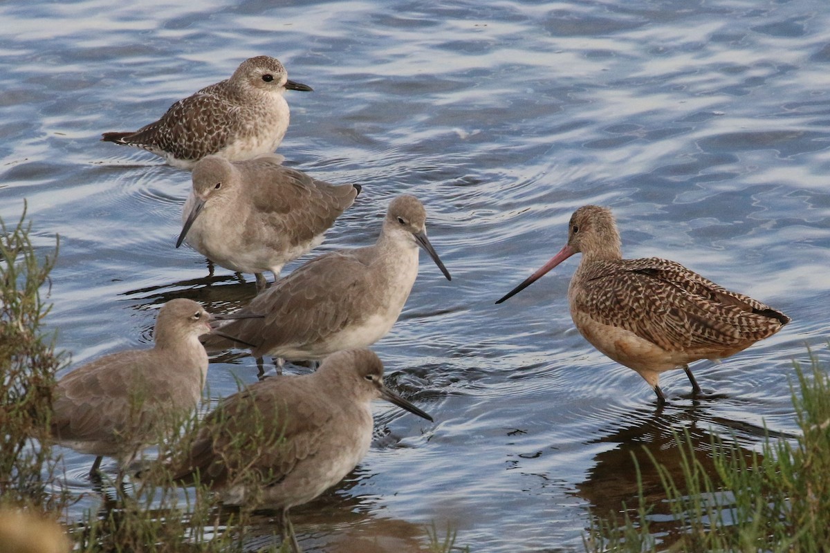 Marbled Godwit - Peter Woodall