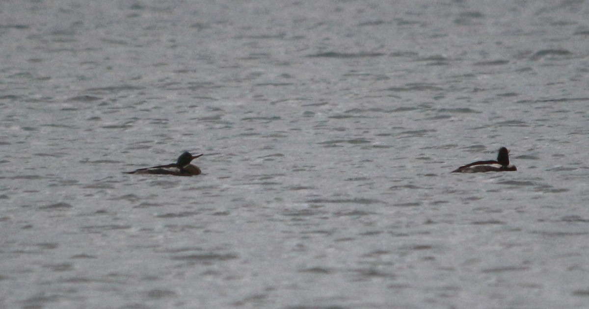 Red-breasted Merganser - ML395017851