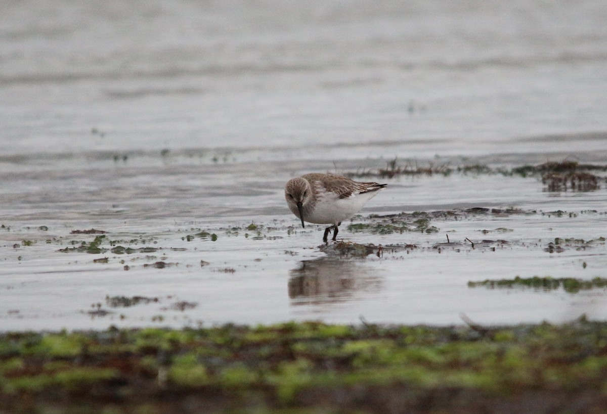 Dunlin - ML395018031