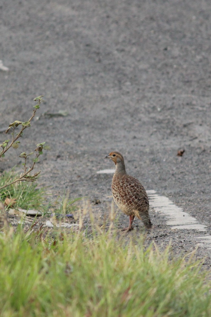 Gray Francolin - ML395021351