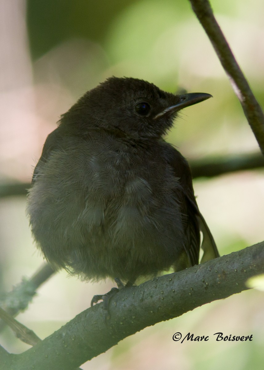 Gray Catbird - Marc Boisvert