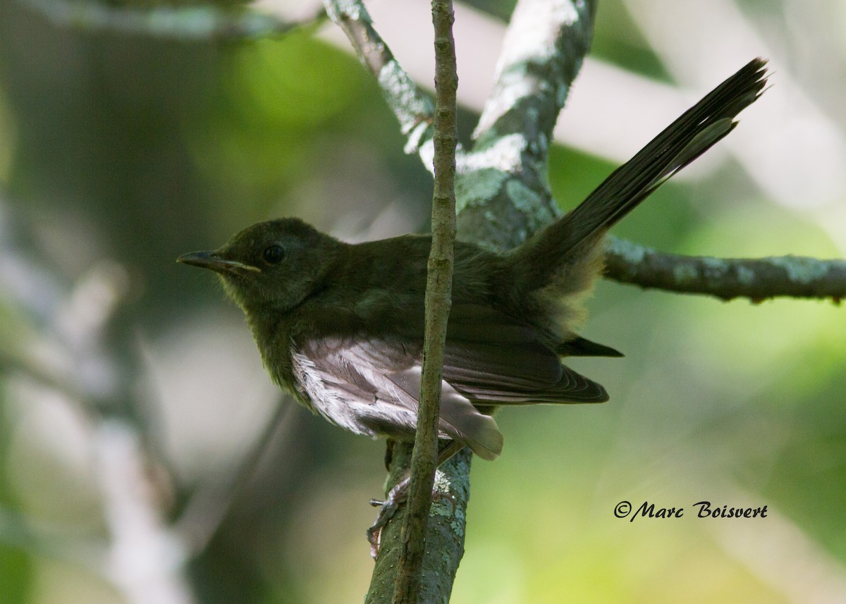 Gray Catbird - Marc Boisvert