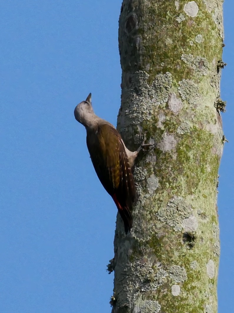 African Gray Woodpecker - ML395023391