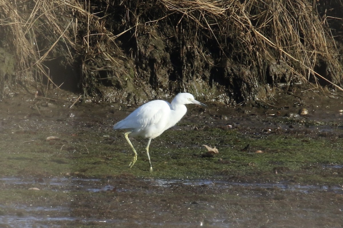 Little Blue Heron - Andy Sanford