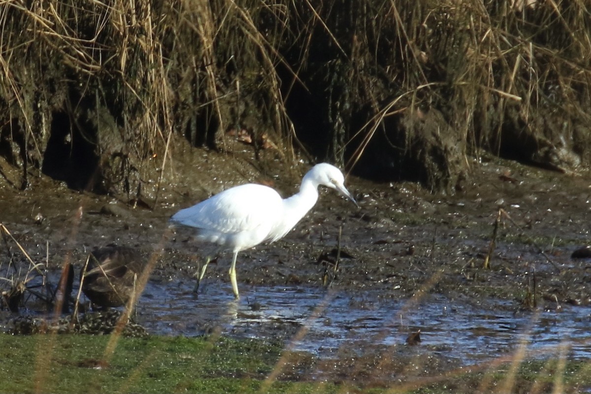 Little Blue Heron - ML395024881