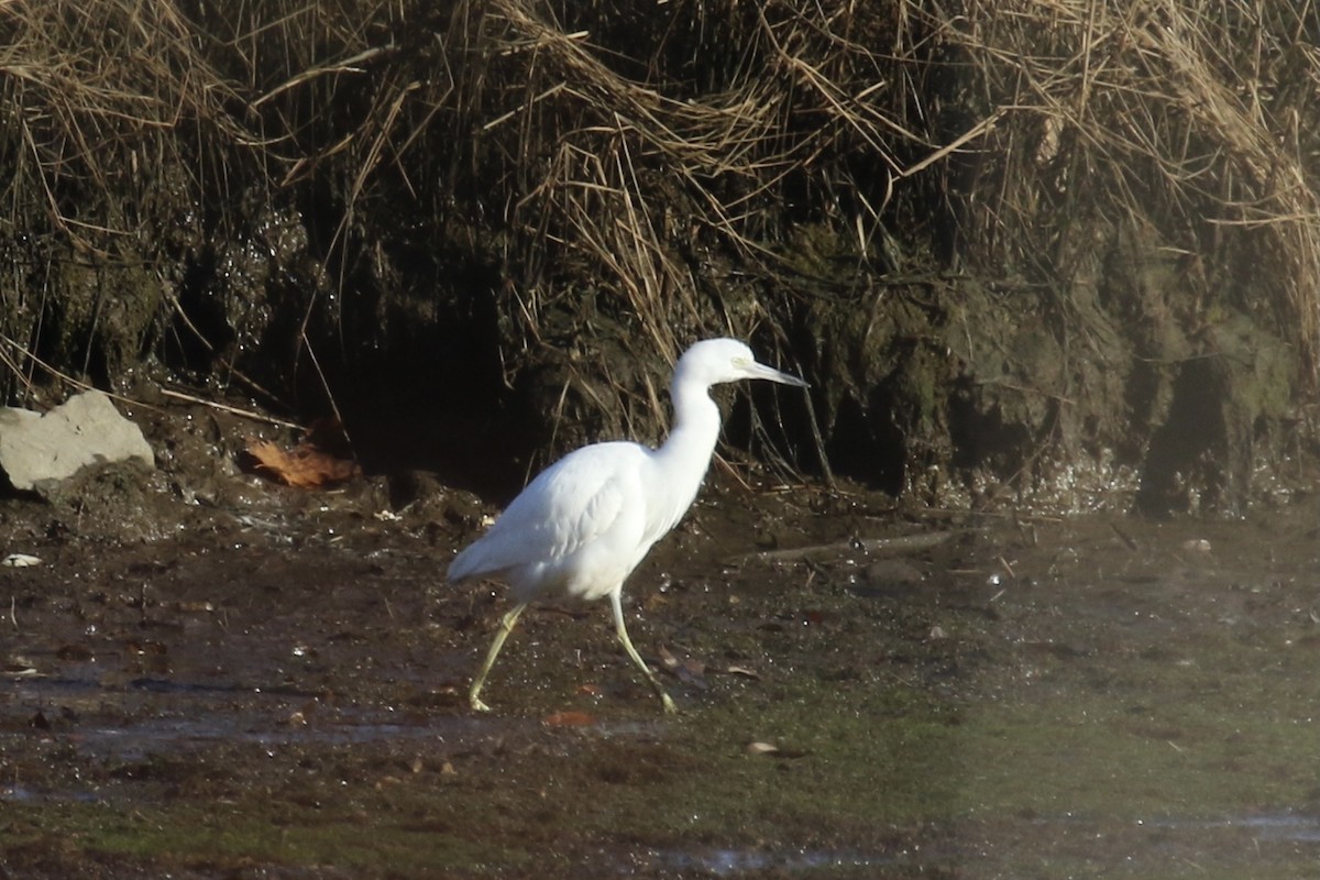 Little Blue Heron - ML395024901