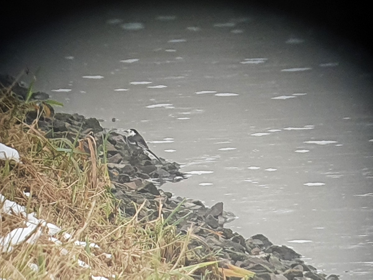 White Wagtail (British) - ML395024991