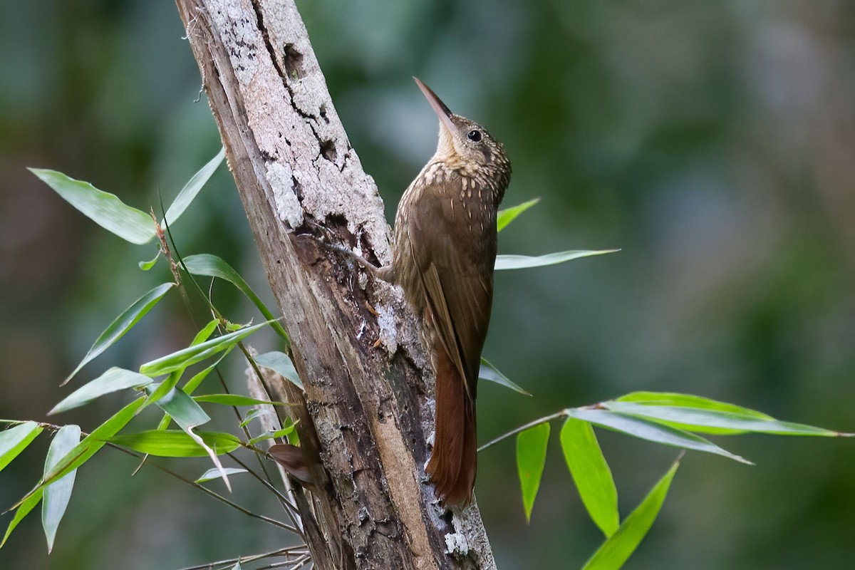 Lesser Woodcreeper - ML395025821