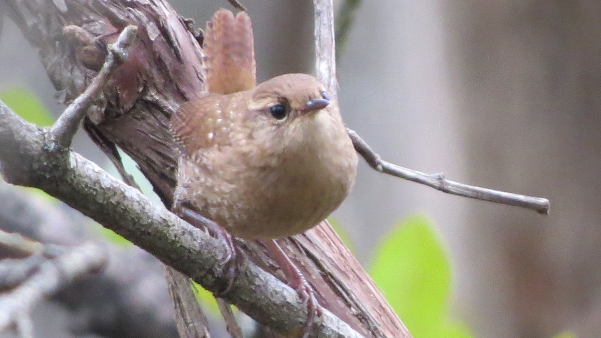 Winter Wren - ML395026191