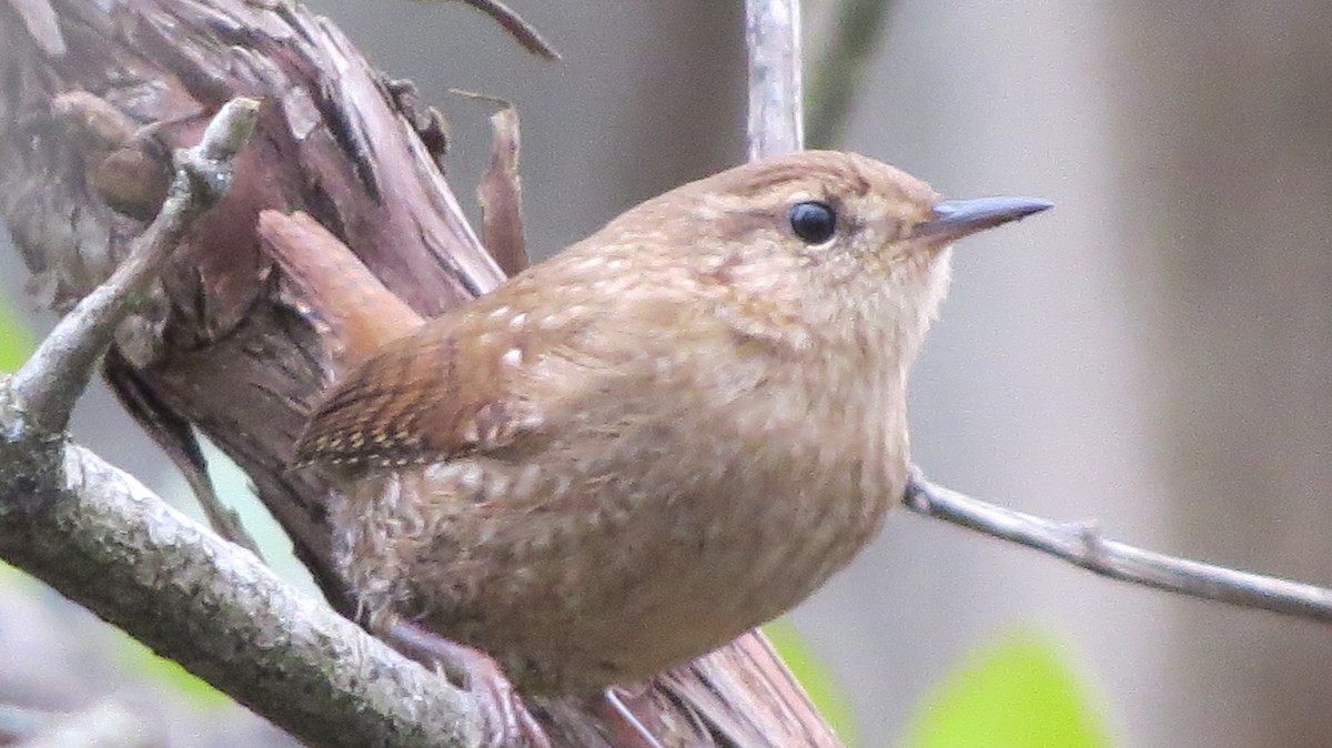 Winter Wren - ML395026211