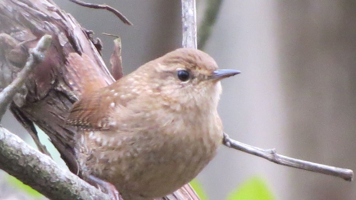 Winter Wren - ML395026221