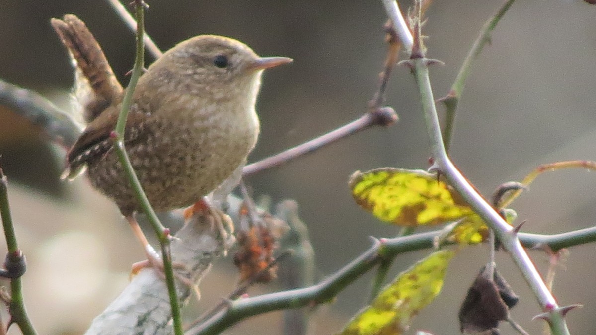 Winter Wren - ML395026271