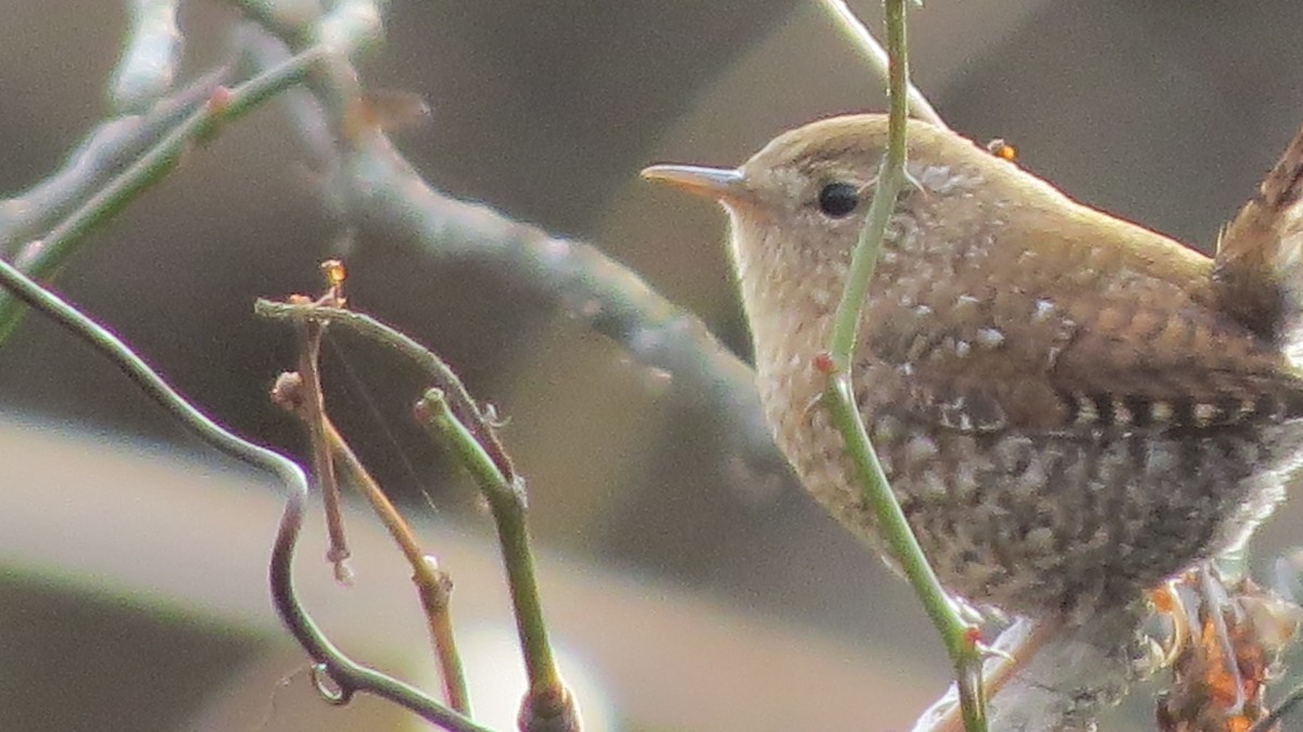 Winter Wren - ML395026301