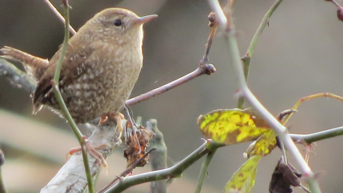 Winter Wren - ML395026351