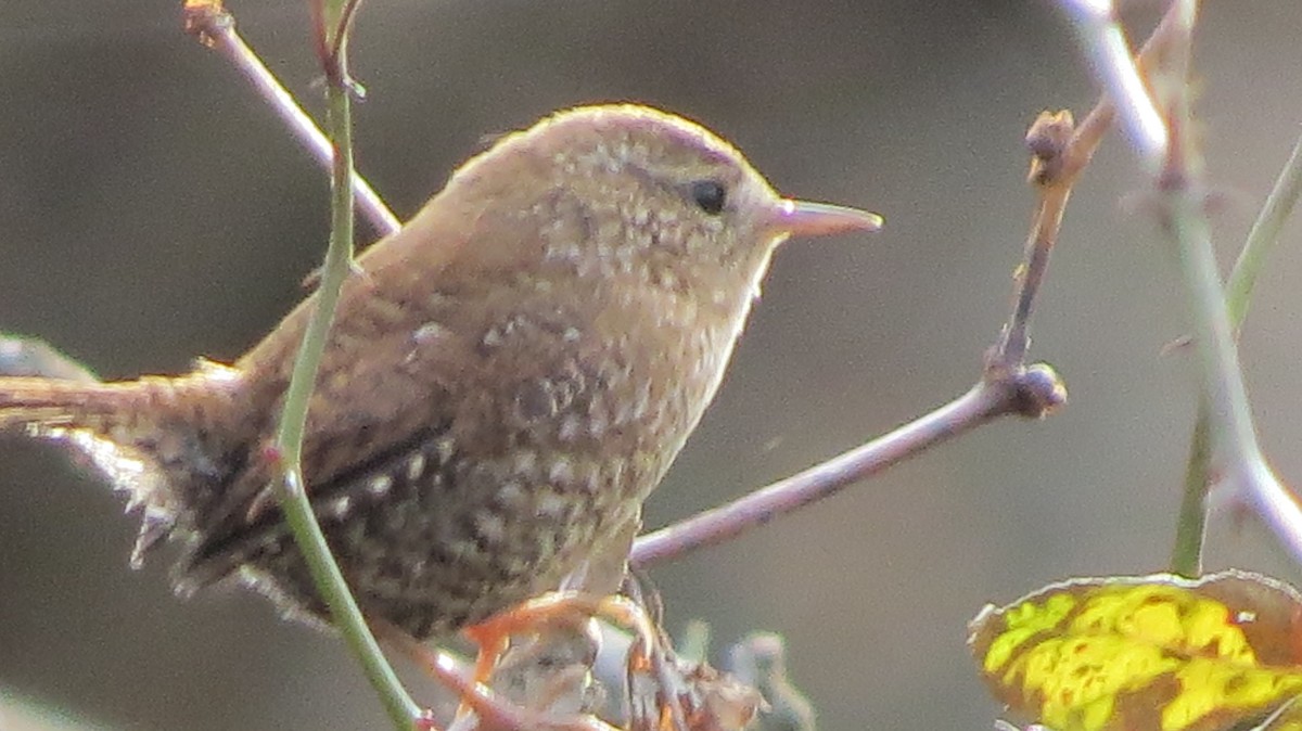 Winter Wren - ML395026421