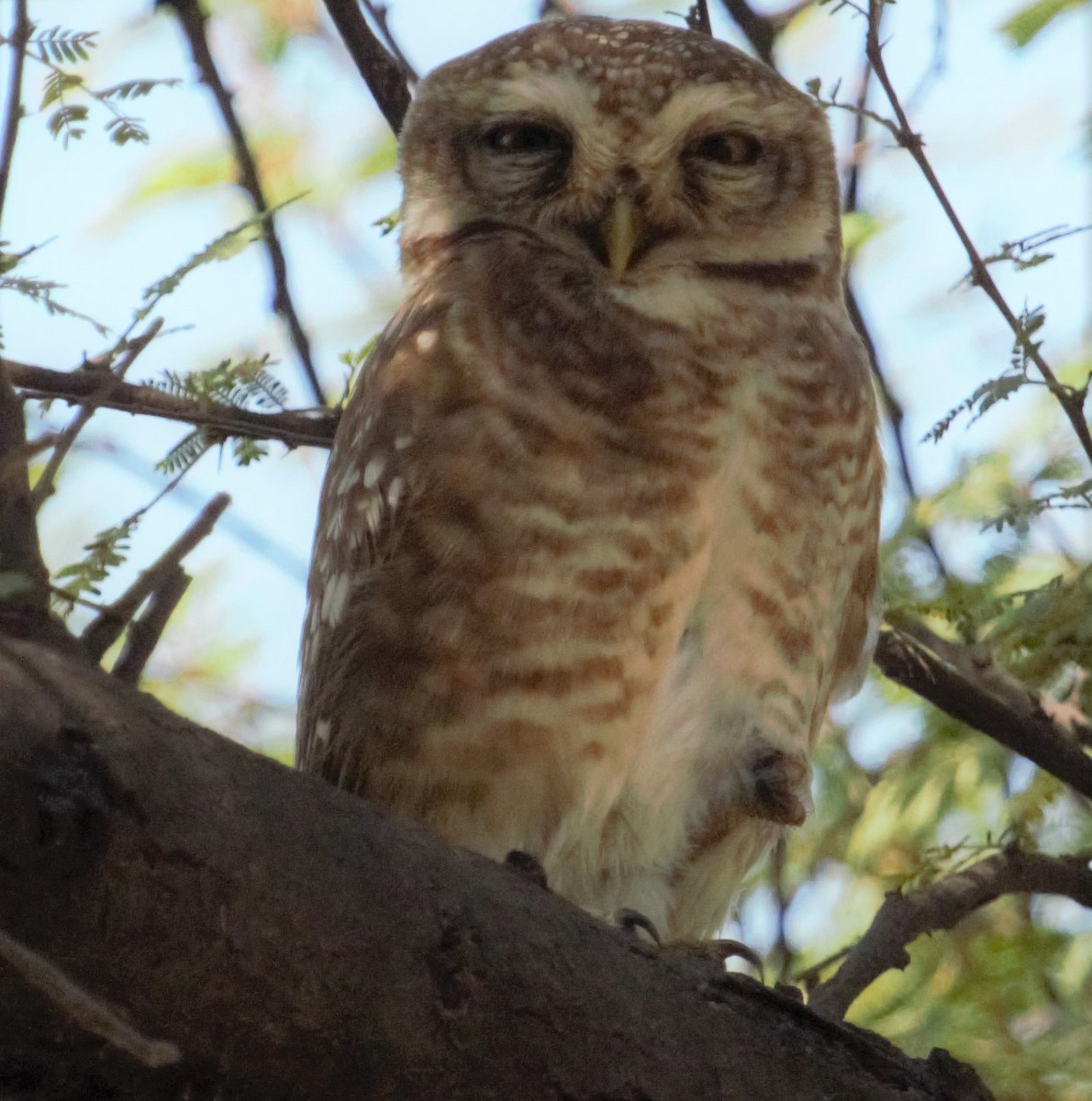 Spotted Owlet - ML395026501