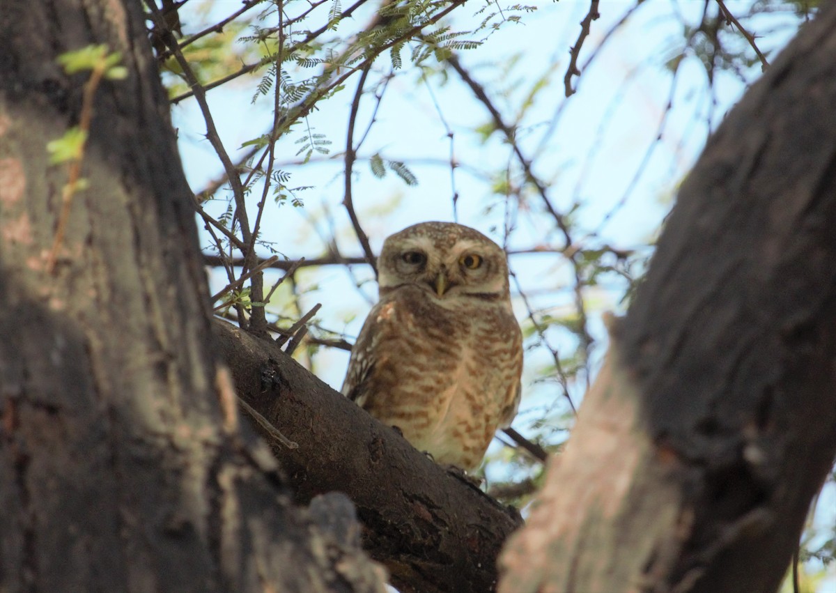 Spotted Owlet - ML395026561