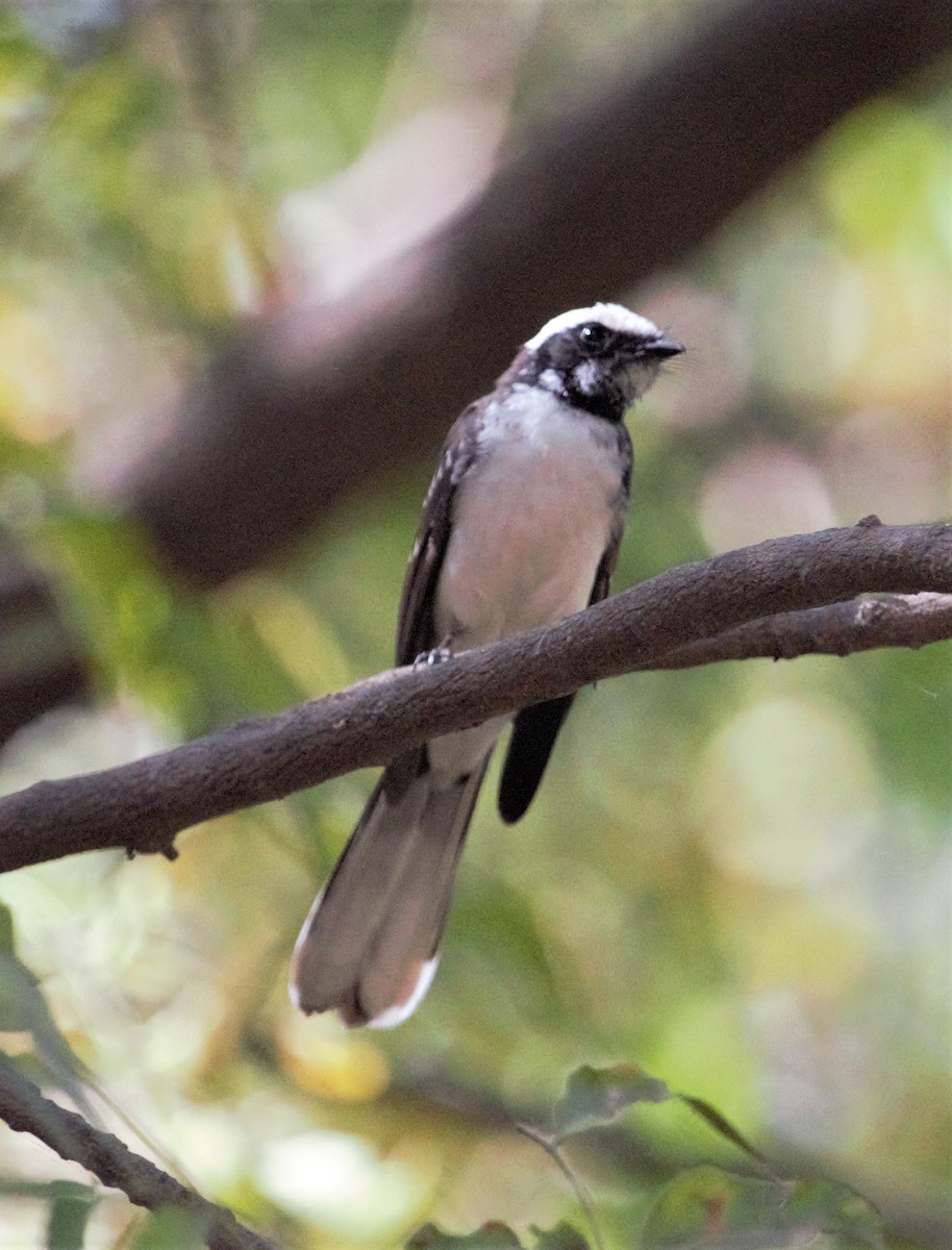 White-browed Fantail - ML395026971