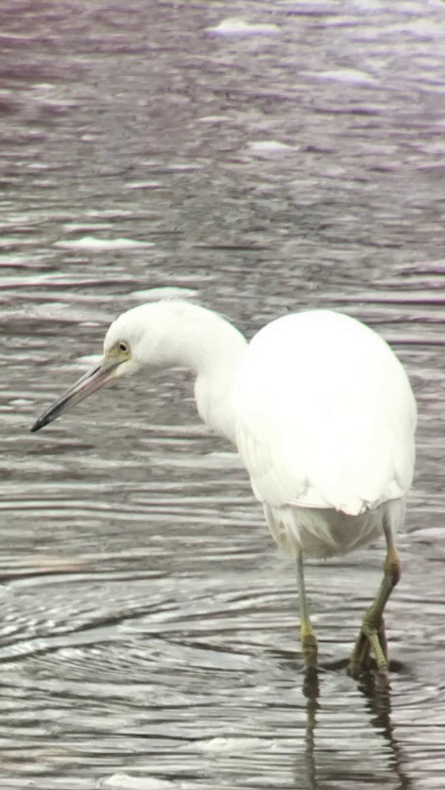 Little Blue Heron - ML395027351