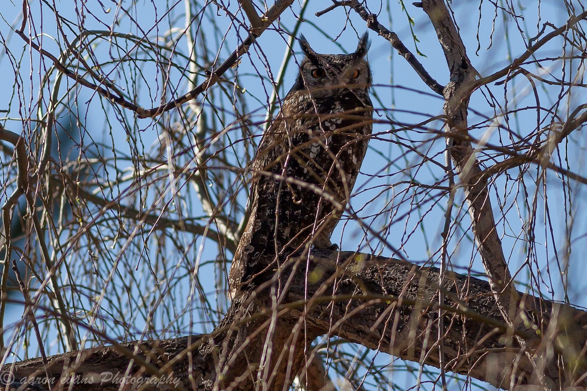 Spotted Eagle-Owl - ML39502951
