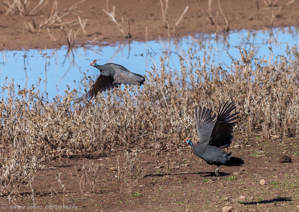 Helmeted Guineafowl - ML39503111