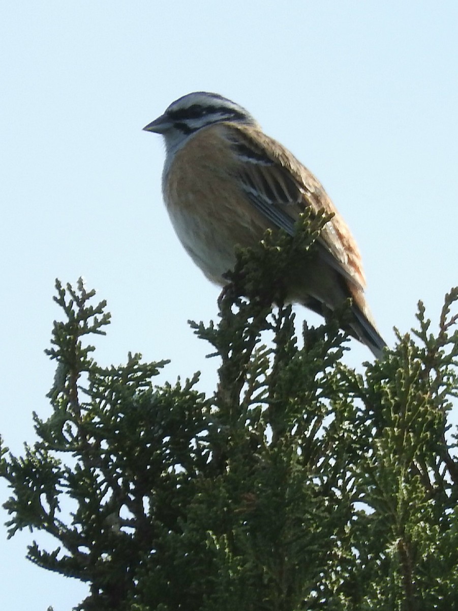 Rock Bunting - ML395031721