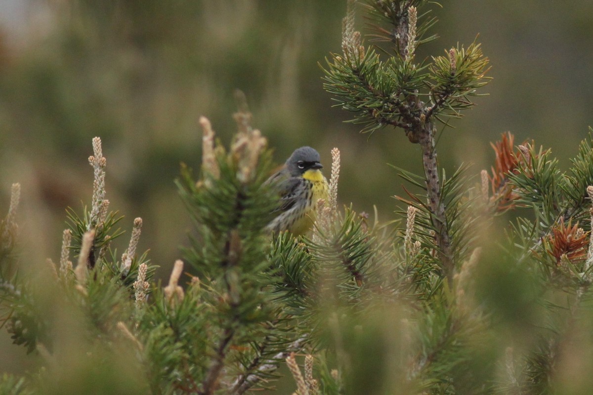 Kirtland's Warbler - ML39503261