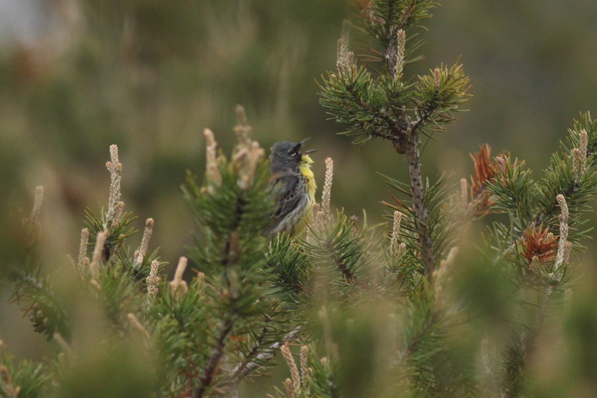 Kirtland's Warbler - ML39503271