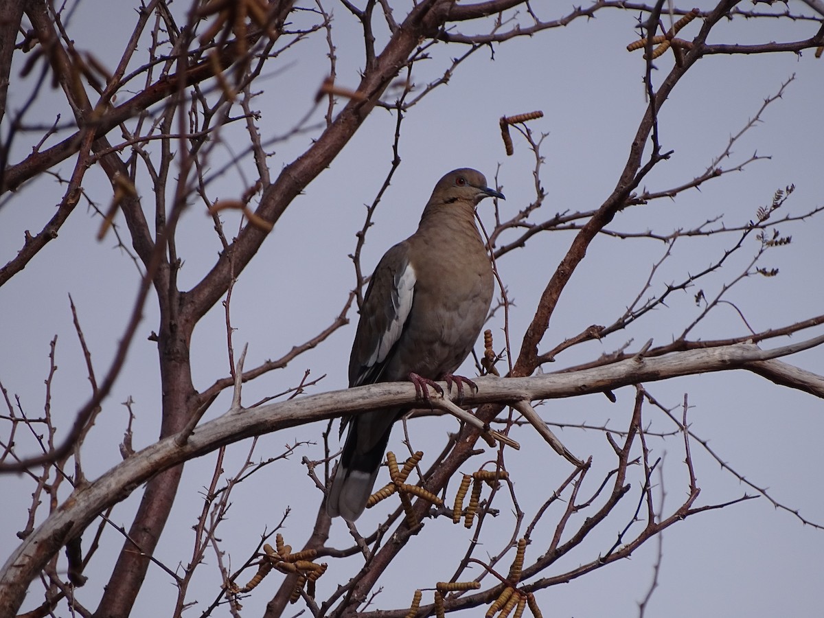 White-winged Dove - ML395033371